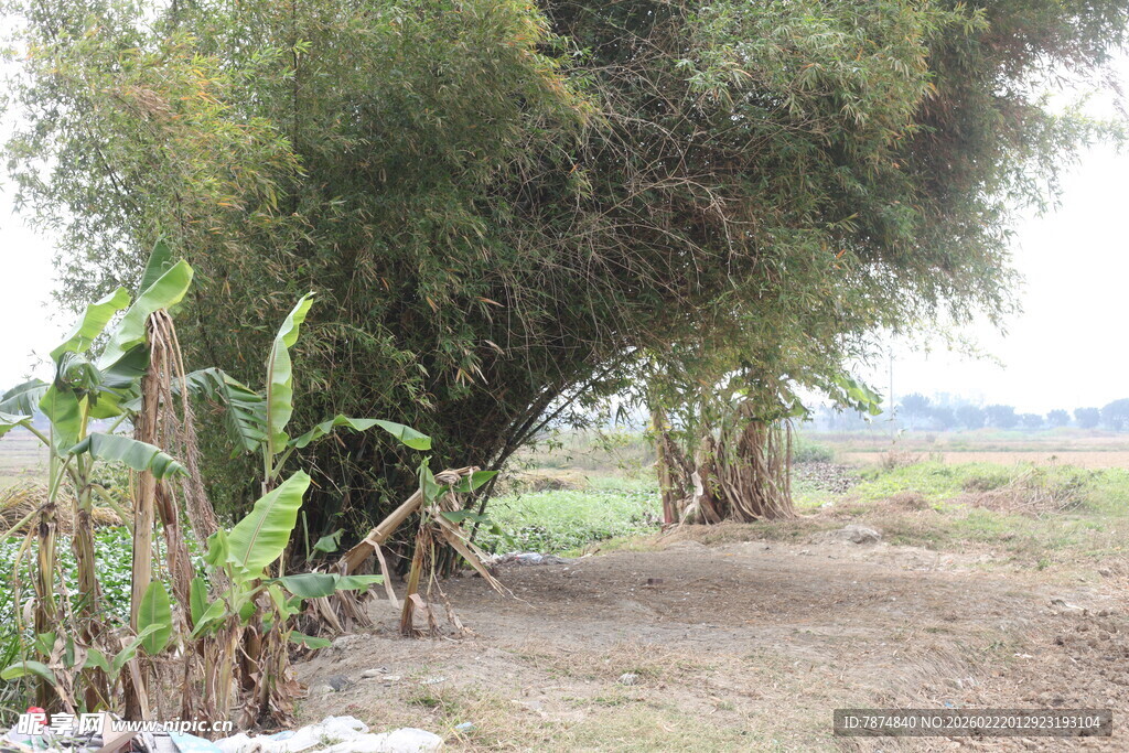 乡村小道旁的葱郁树木