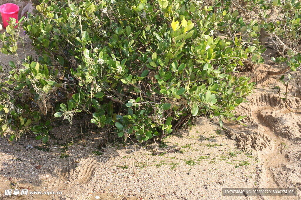 沙地上的绿色灌木丛