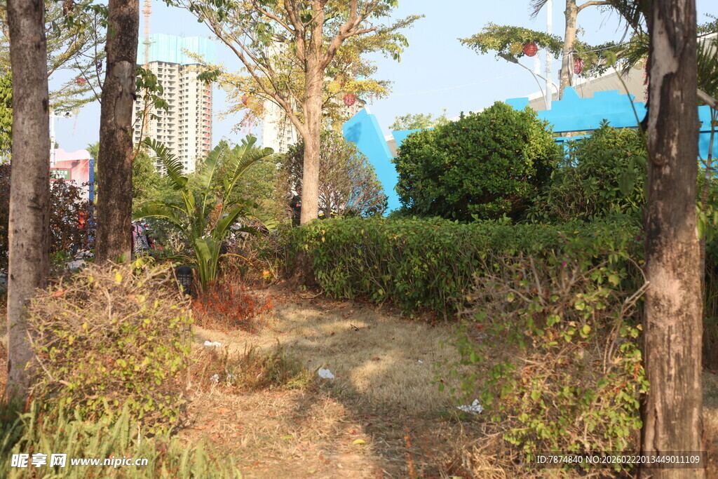 林间小径旁的绿植景观