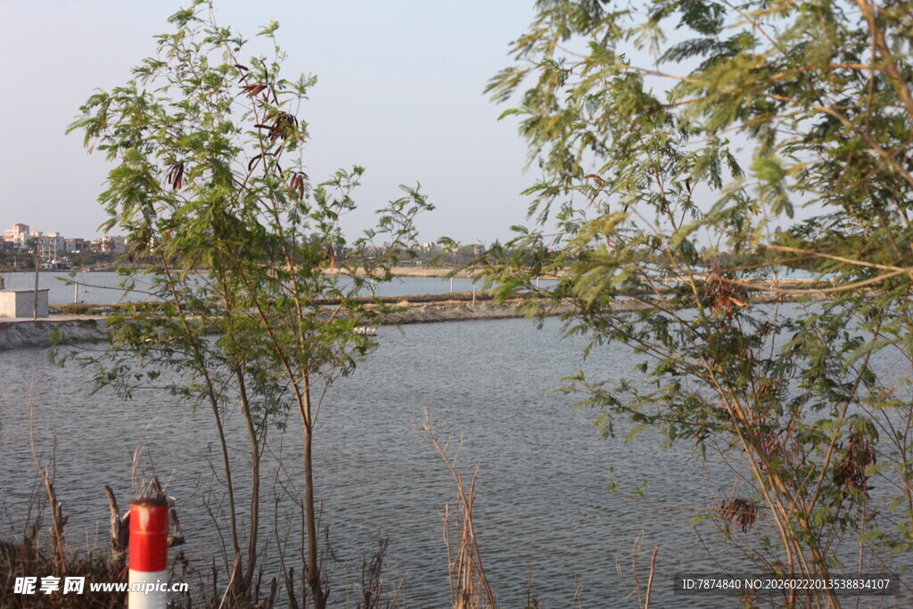 湖畔树木与远处建筑景观