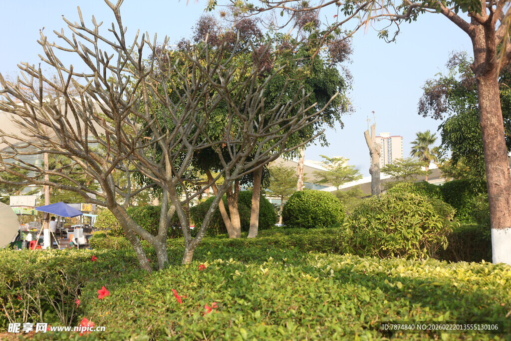 城市中的绿意盎然园林景观