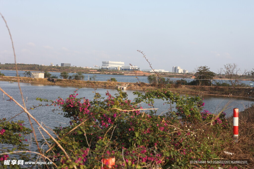 湿地景观 水生植物繁茂