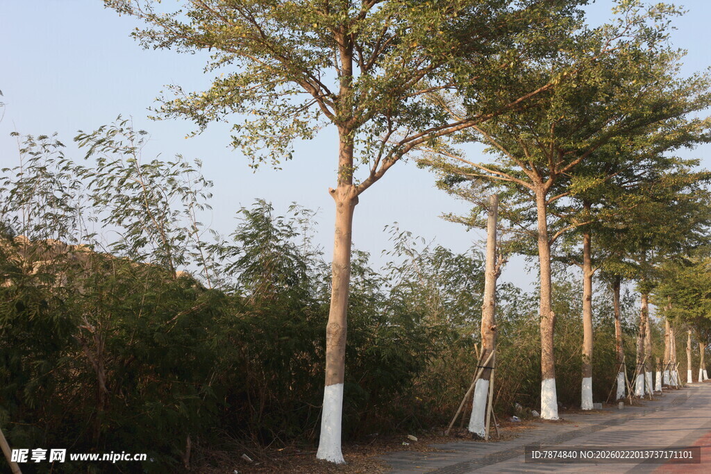 道路旁整齐排列的树木