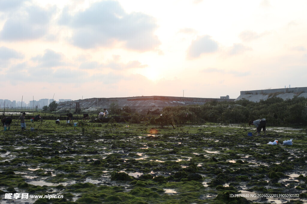 夕阳下的湿地景观