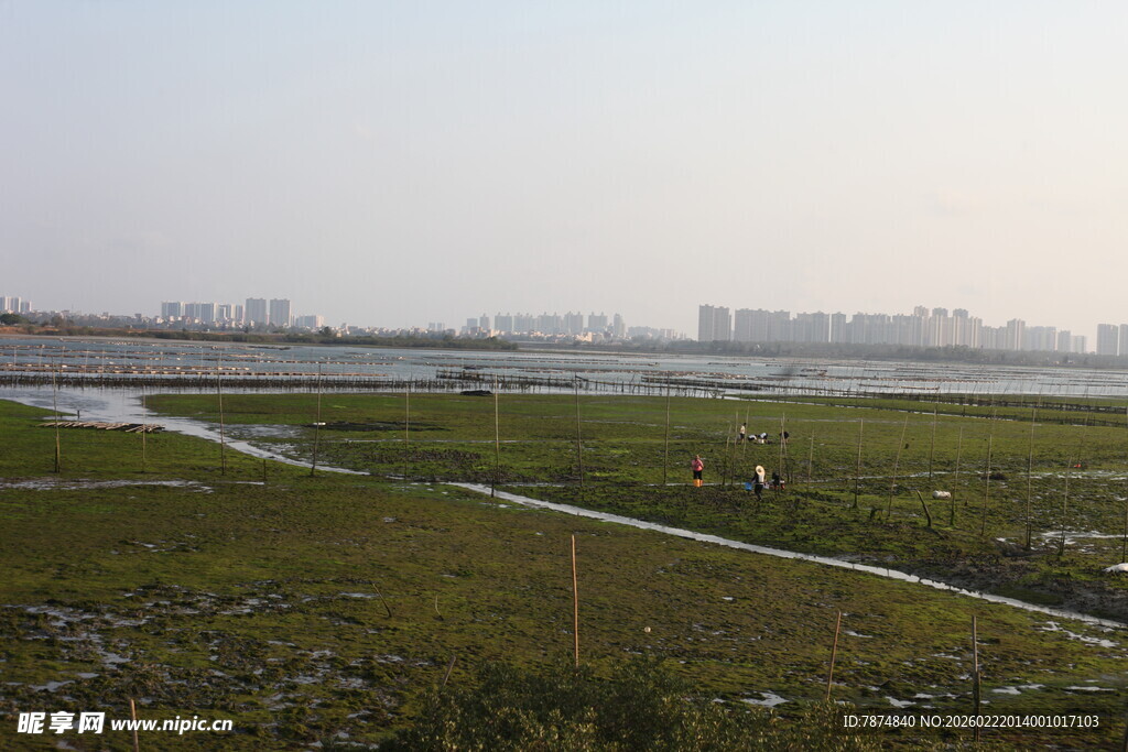 湿地风景 开阔自然景观