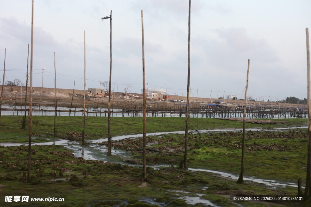 湿地旁的林立桅杆景观