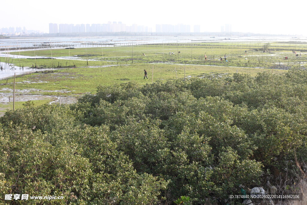 湿地红树林景观
