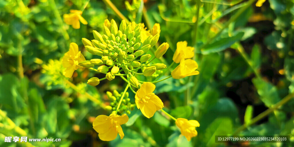 黄色小花绽放绿意间