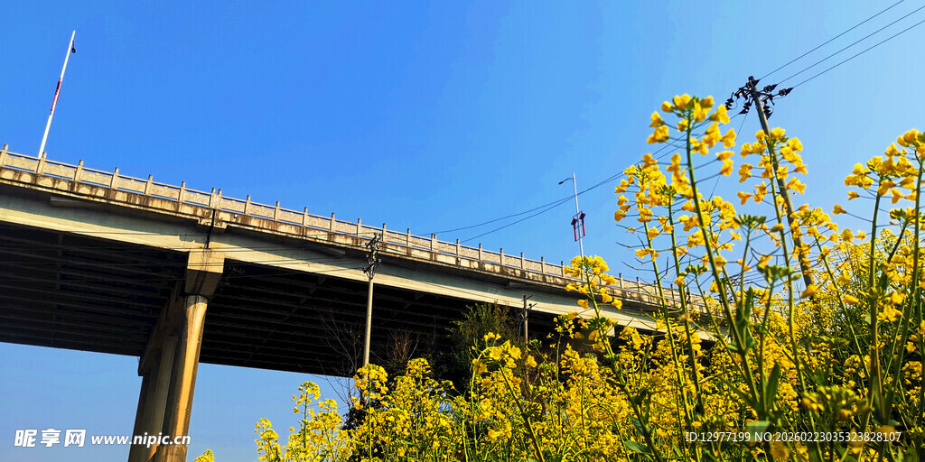 桥梁下的明媚野花