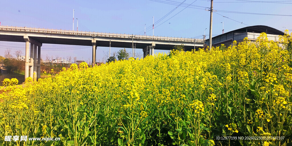 公路旁的灿烂油菜花海
