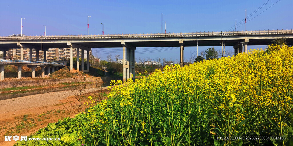 桥梁下的灿烂油菜花田