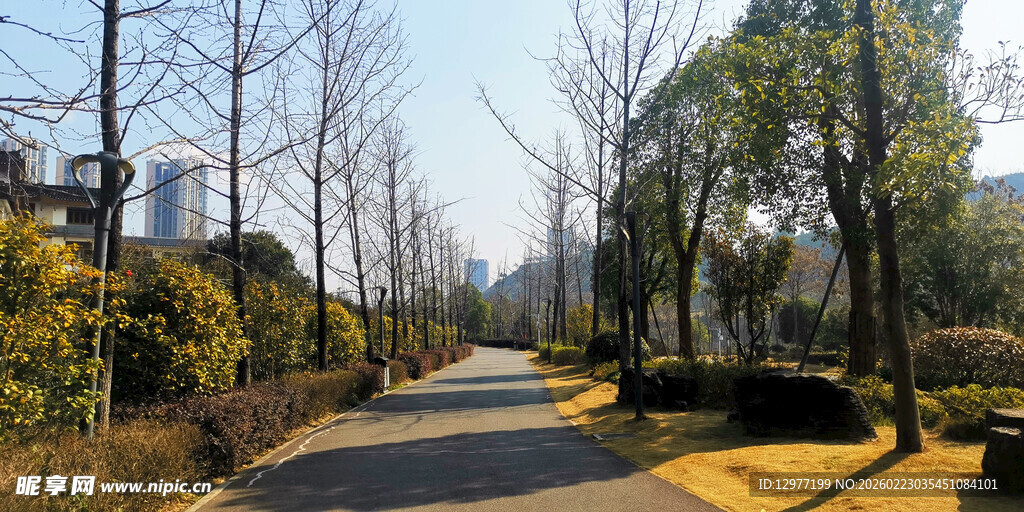 冬日林间小道风景