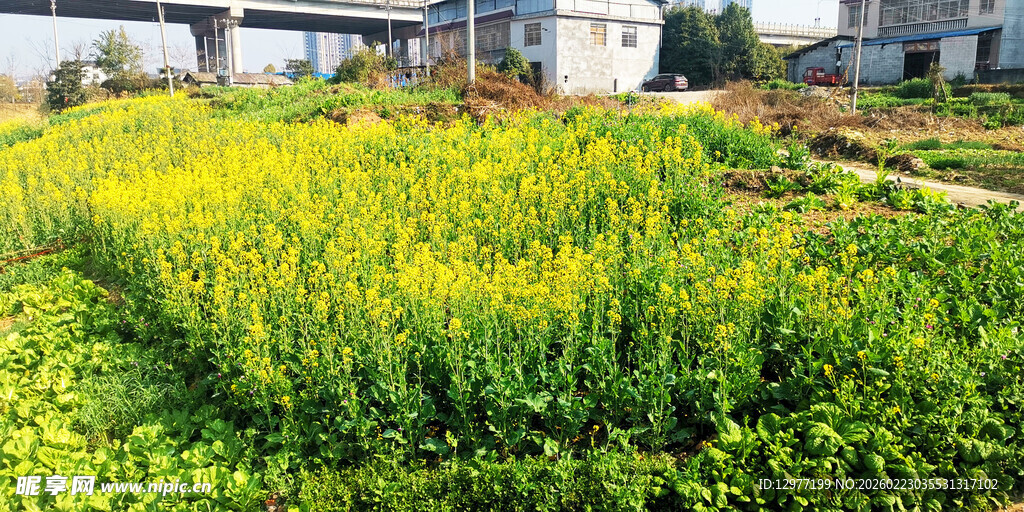 田野中的黄绿相间农作物