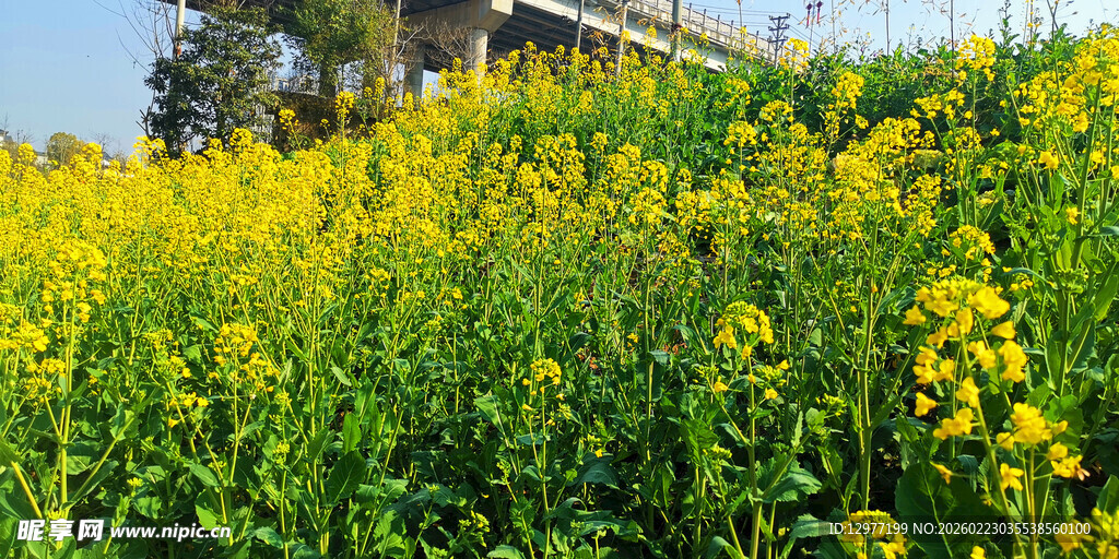 金黄油菜花田的美丽景致