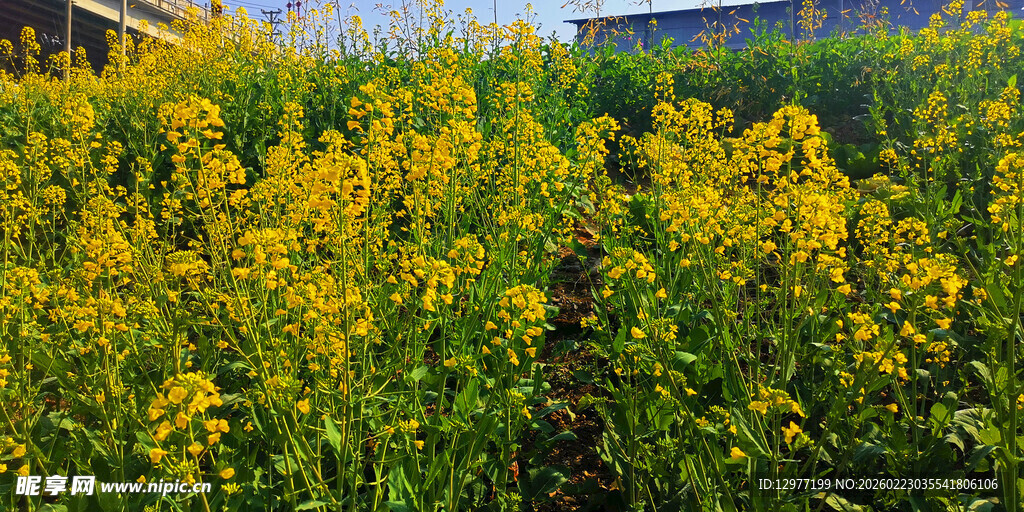 金黄灿烂的油菜花田