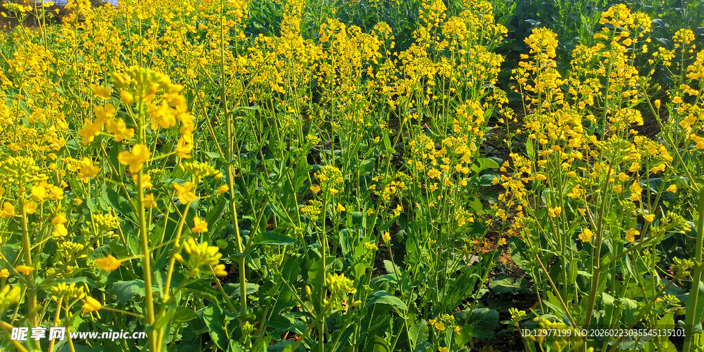 金黄油菜花田美景