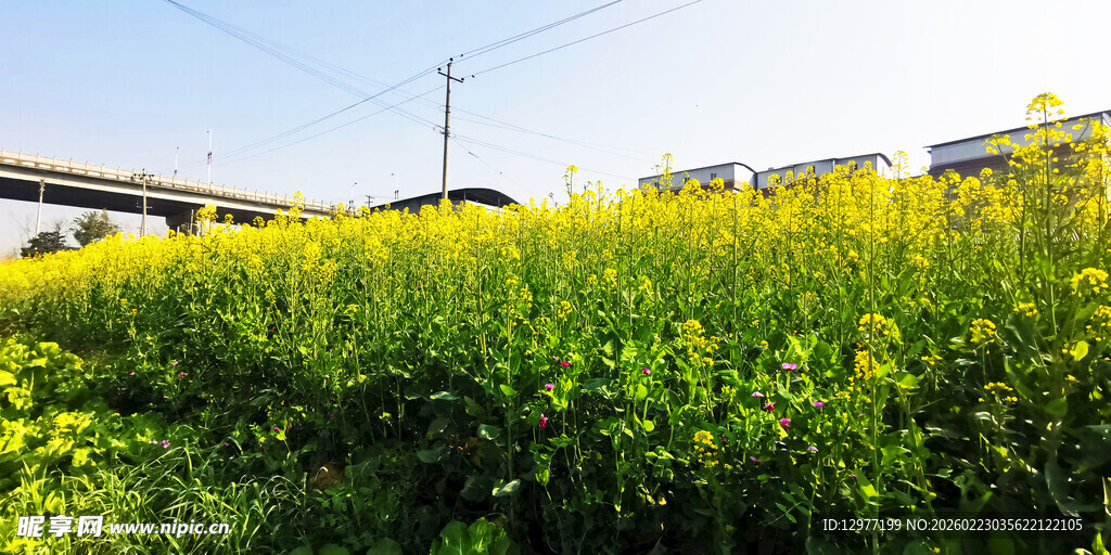 田野中的灿烂黄色花田