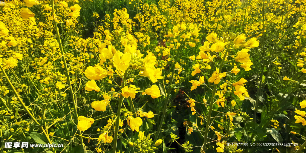 金黄灿烂的油菜花田