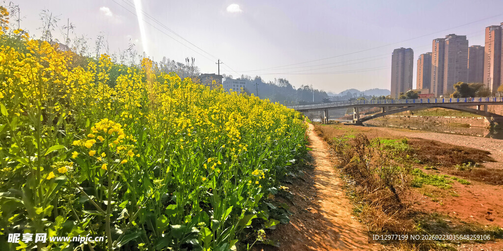 城市边的油菜花海景观