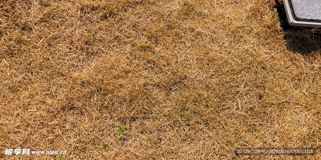 干燥草地局部景象