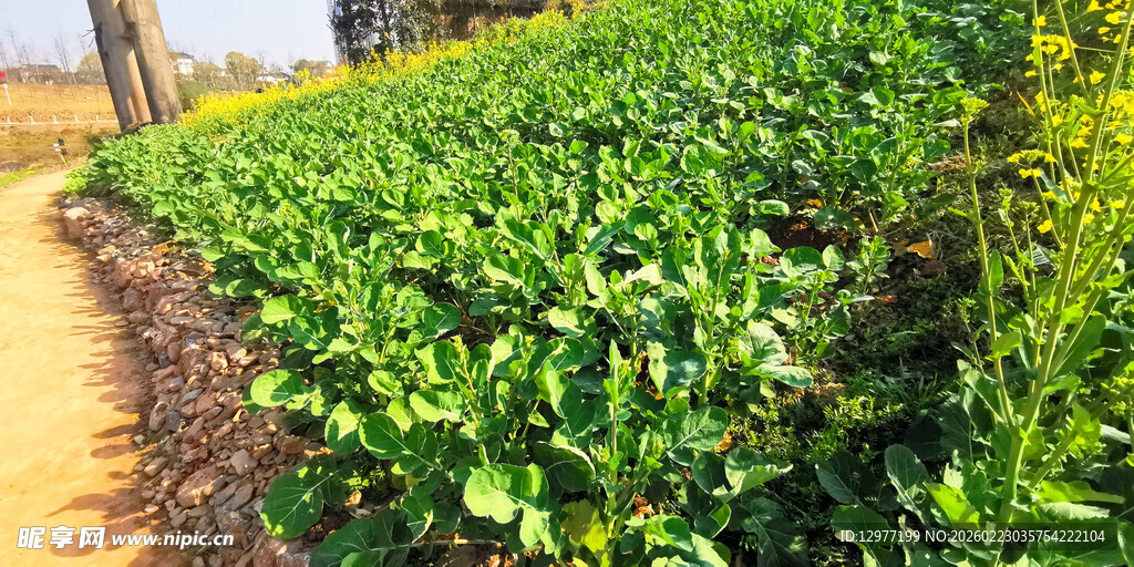 翠绿菜园 生机盎然的田园