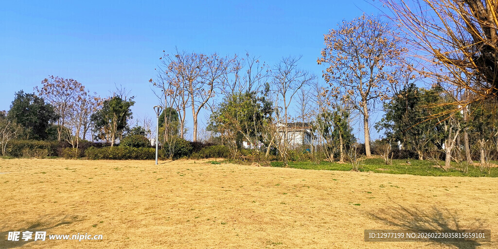 秋日开阔草地与树木景观