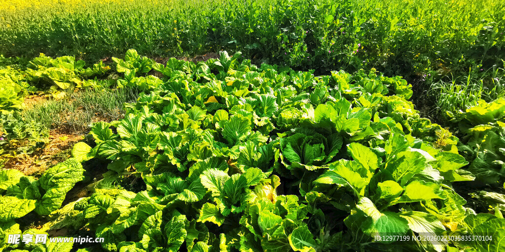 绿意盎然的蔬菜种植地