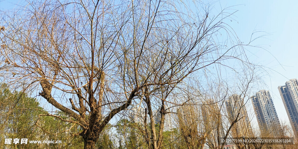 冬日枯树旁的现代建筑