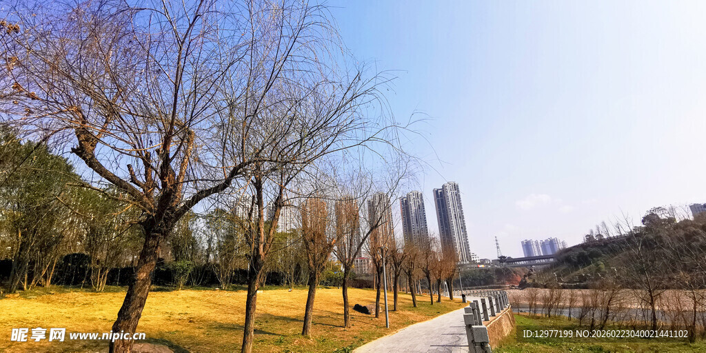 秋日林荫道 一人悠然漫步