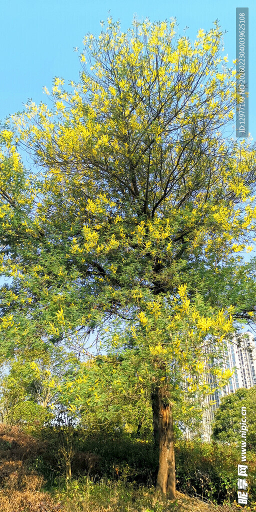 阳光下的繁茂绿树