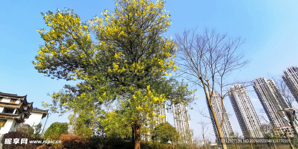 城市中葱郁树木与高楼