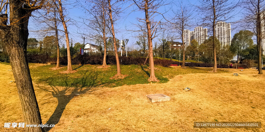 秋日公园的静谧树林