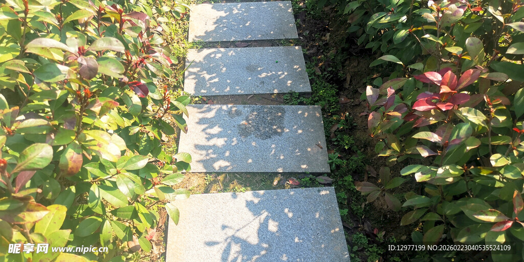 石板小径穿梭绿植间