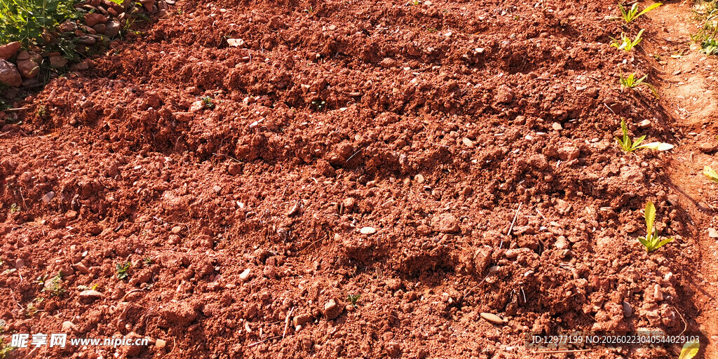 红土地上的整齐农田