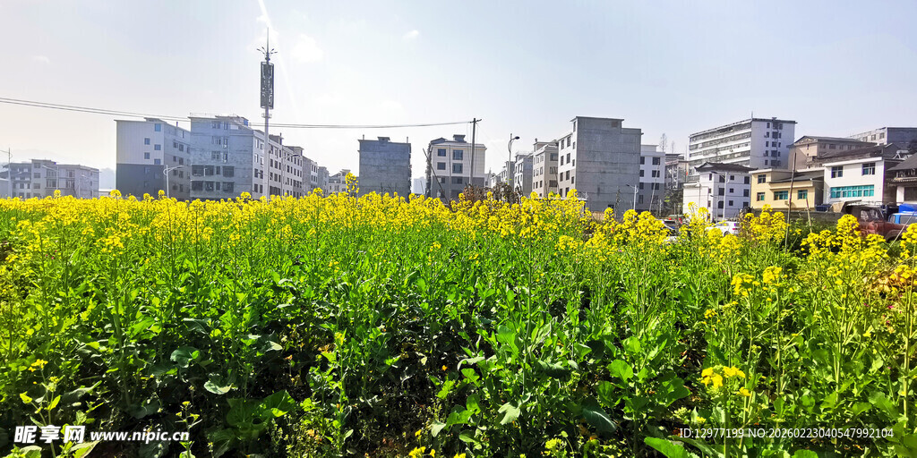 城市边的繁茂绿色花田