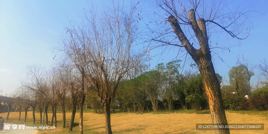 冬日路旁光秃树木景致