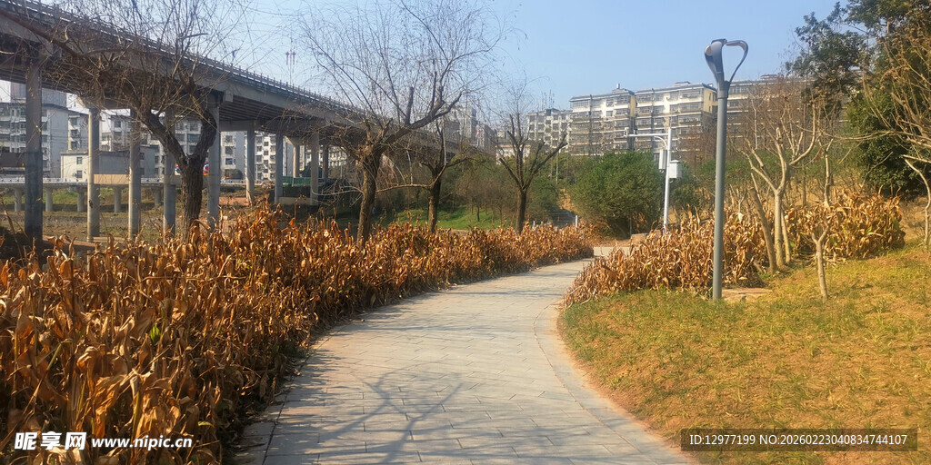 秋日公园小径景观