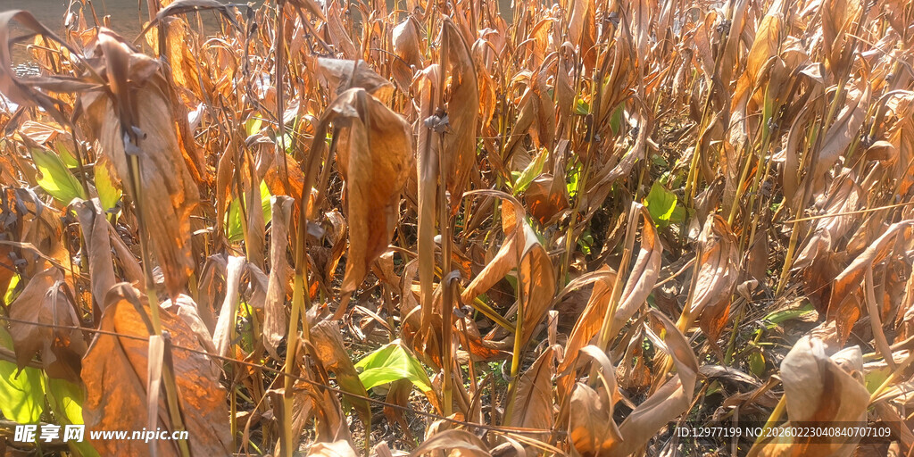 秋日玉米地 金黄丰收景