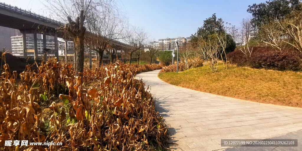 冬日园林小径景观