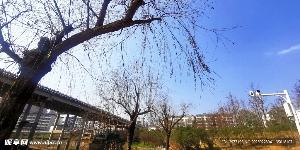 冬日公园枯树蓝天景致