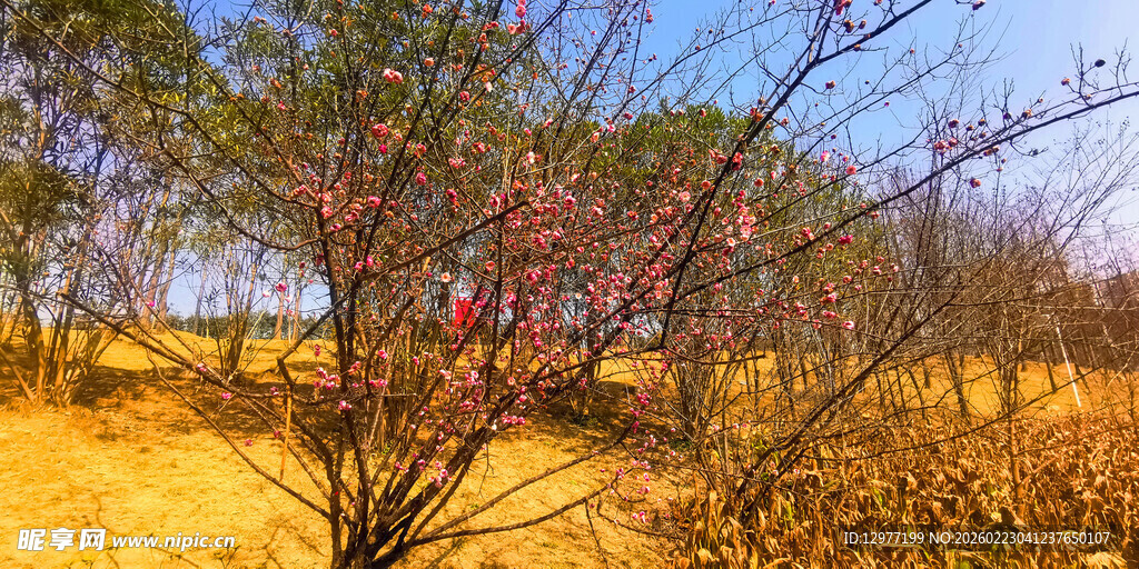 秋日旷野中的梅花桃花