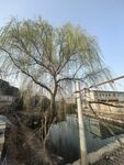 河畔垂柳