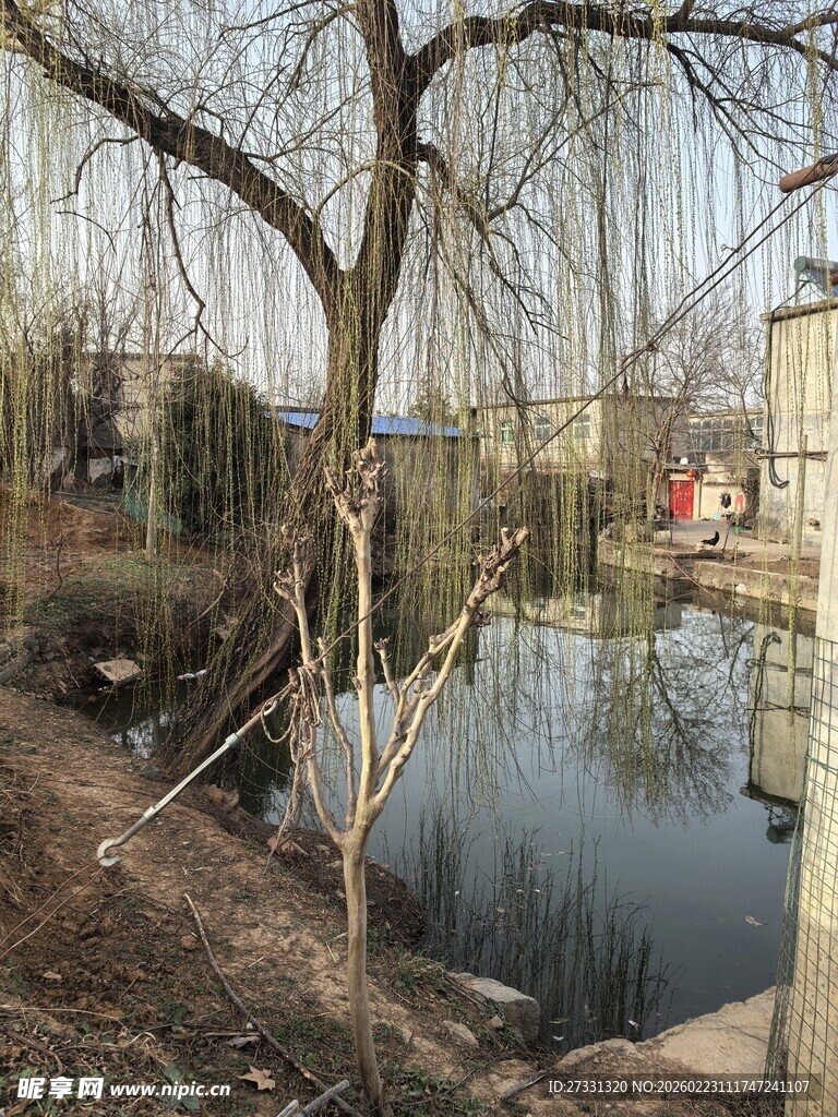 湖畔垂柳树影摇曳风光