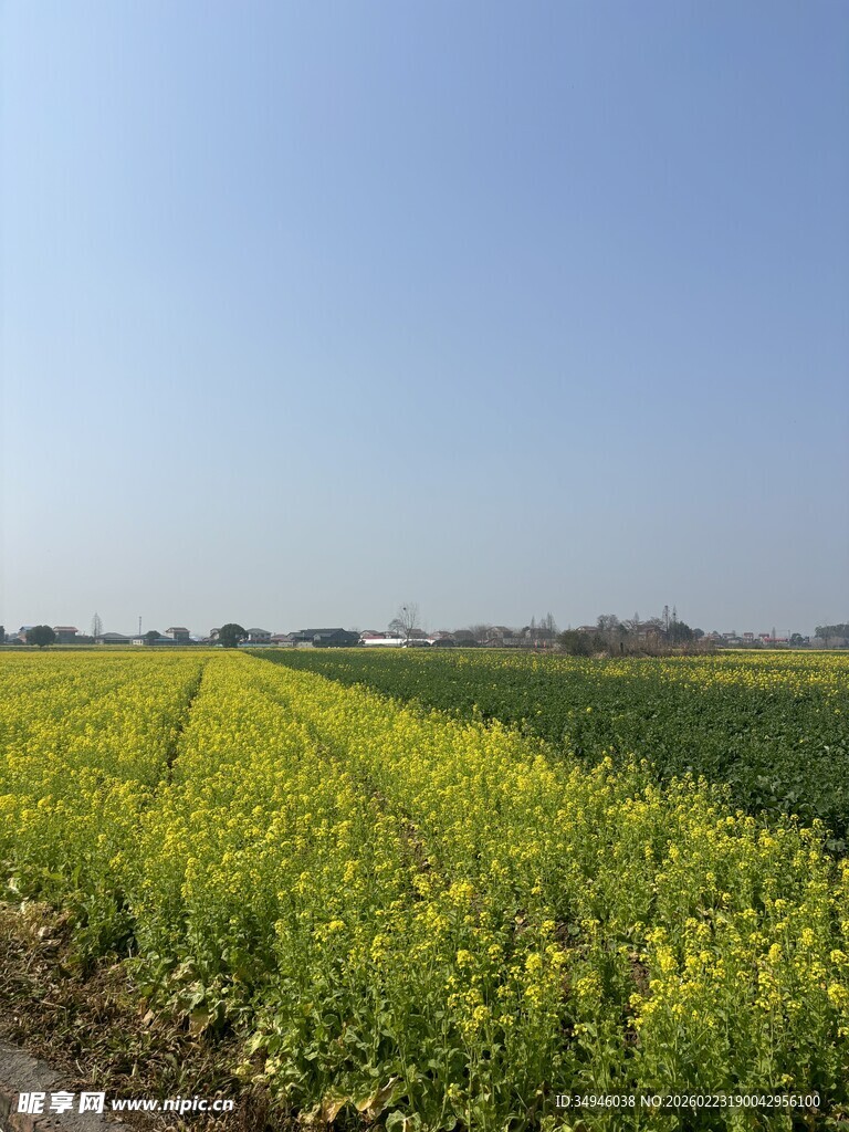 金黄油菜花田的田园美景