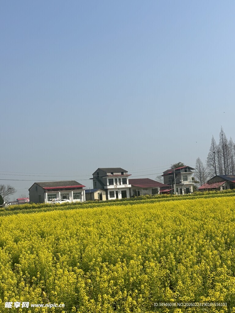春日油菜田边的乡村景致