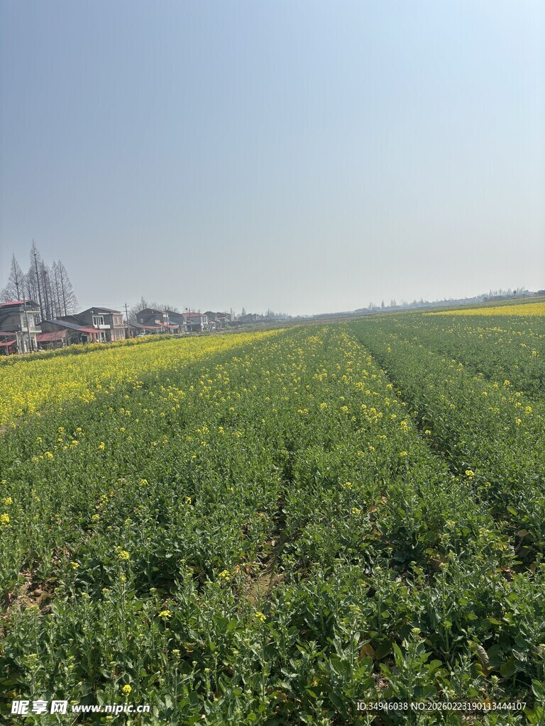 田野风光