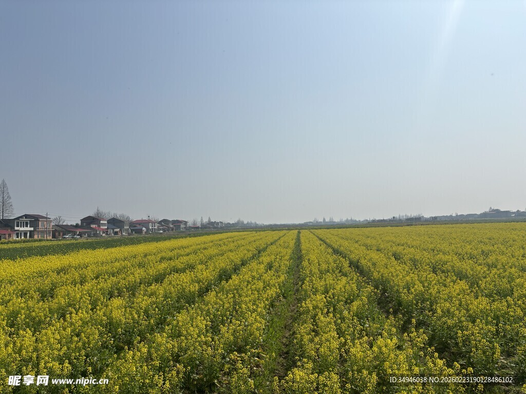 金黄油菜花田的春日风光