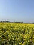 金黄油菜花田
