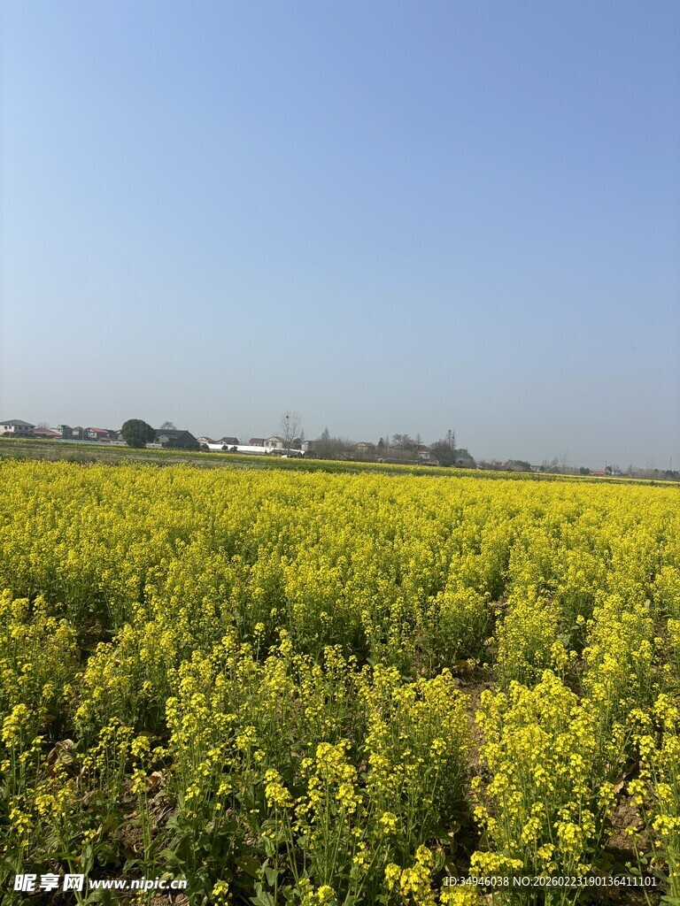 金黄油菜花田