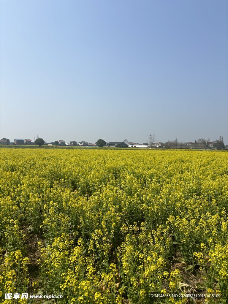 金黄油菜花田
